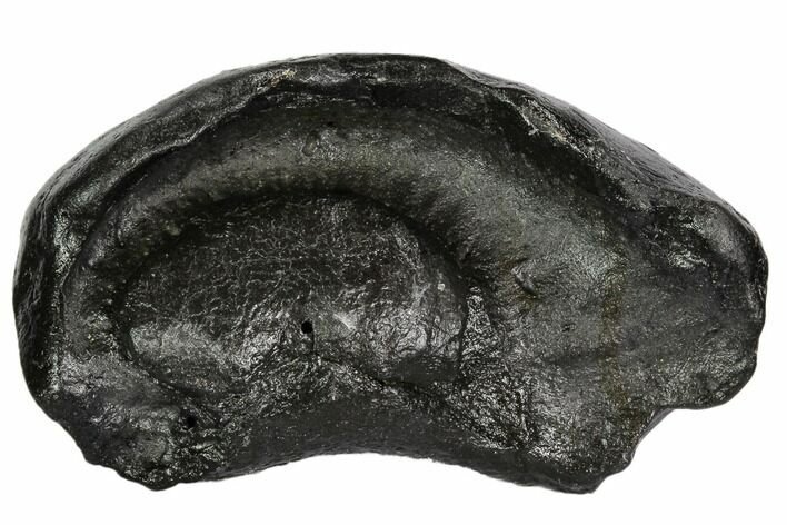Fossil Whale Ear Bone - Miocene #109260
